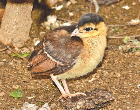 Zoo announces birth of Congo peafowl chick - Beverly Press & Park ...