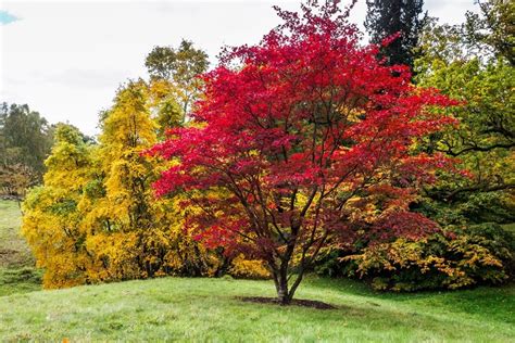 Japanese Maples: How to Plant, Care and Prune | Garden Design