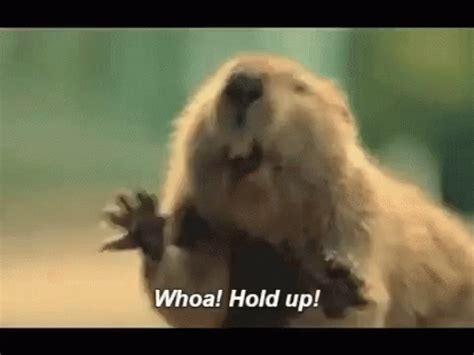 Beaver Hold Up GIF - Beaver Hold Up - Discover & Share GIFs