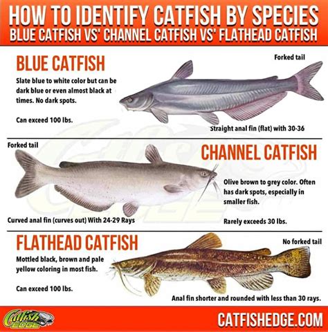 Catfish Species Essentials: The "Big Three" Types Of Catfish