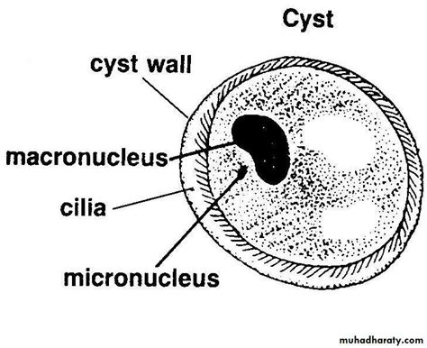 Balantidium Coli Morphology