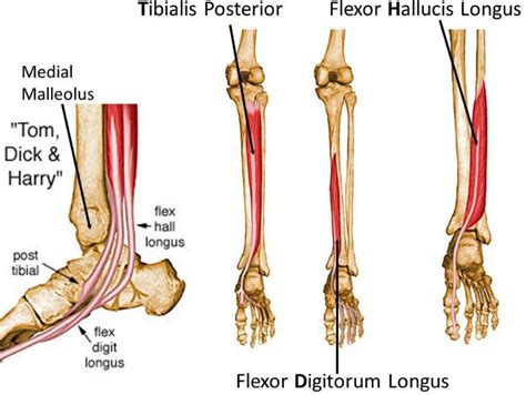 Anatomi Otot Fleksor Halusis Longus Pada Otot Tungkai atau Kaki Manusia ...