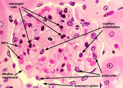 Renal Corpuscle Histology Labeled