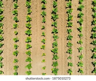 Aerial View Tobacco Agriculture Fields Correze Stock Photo 1875010273 ...