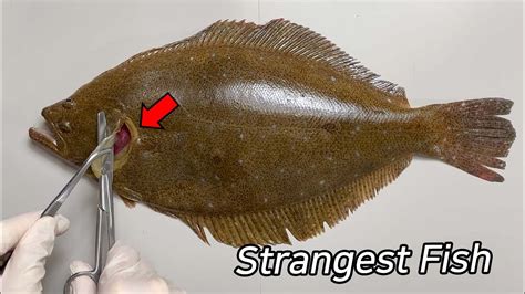 Are Flatfish's Internal Organs Also Flat? - Flatfish Dissection - YouTube