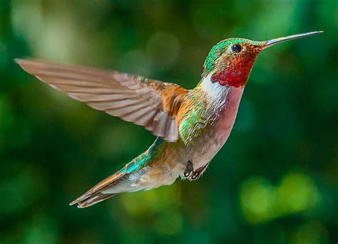 HD wallpaper: shallow focus multicolored Humming Bird, hummingbird ...