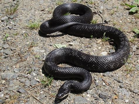 Black Rat Snake - Snake Facts and Information | Black rat, Rat snake, Snake