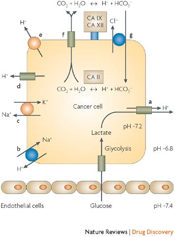 Carbonic anhydrase inhibitors