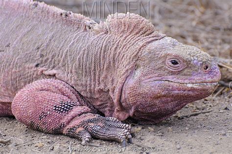 Galapagos Pink Land Iguana stock photo - Minden Pictures