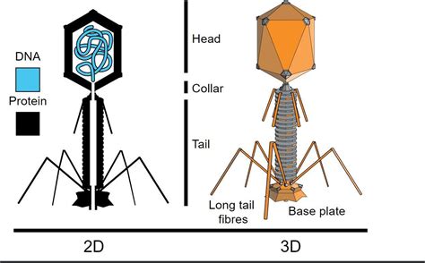 Bacteriophage Structure