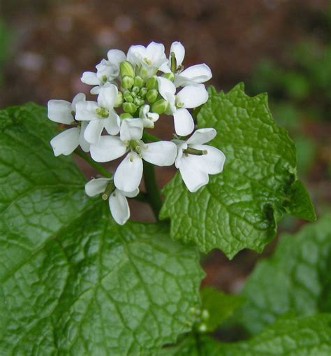 15 invasive plants that could be wreaking havoc on your yard or garden ...