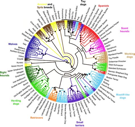 Phylogenetic tree of 80 domestic dog breeds rooted with the coyote ...