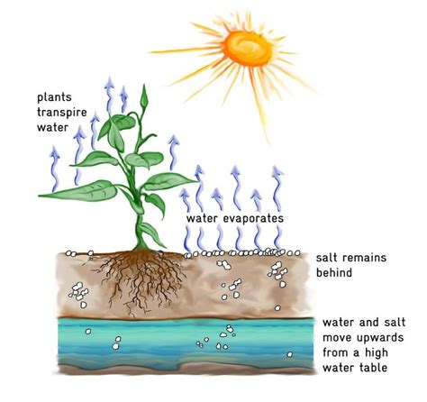 Transpiration Diagram For Kids