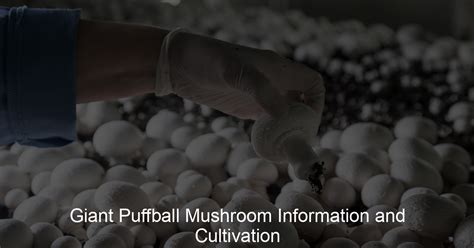 Giant Puffball Mushroom Information and Cultivation - My Indoor Mushrooms