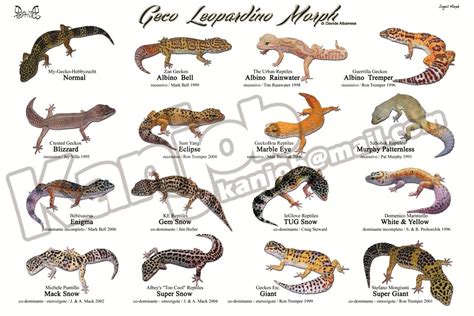 Leopard gecko Morph poster | Leopard gecko morphs, Gecko, Leopard gecko