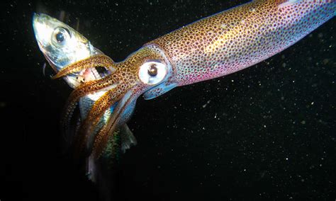 Squid Teeth: Everything You Need To Know - A-Z Animals