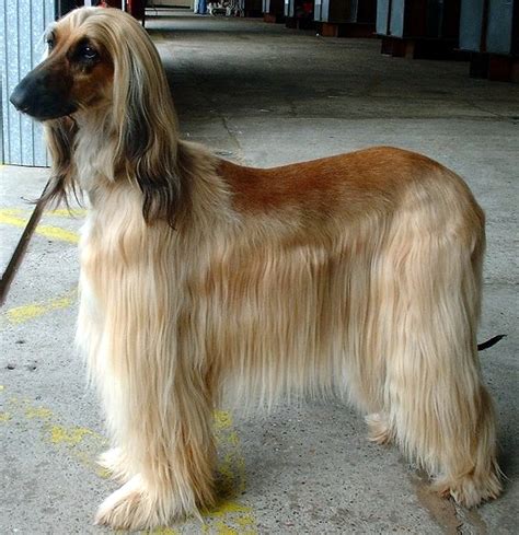 File:Afghan Hound.jpg - Wikipedia