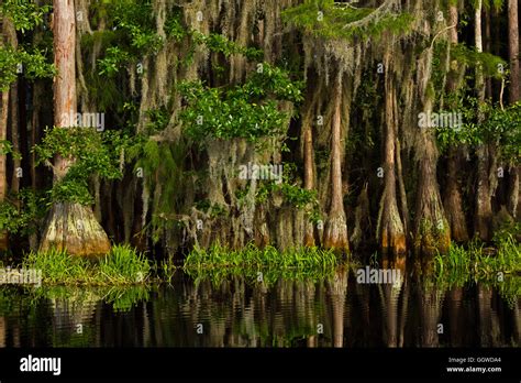 BALD CYPRESS trees in the OKEFENOKEE SWAMP National Wildlife Refuge ...