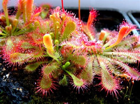 Drosera Sundew - Carnivorous Plant Stock Photo - Image of continent ...