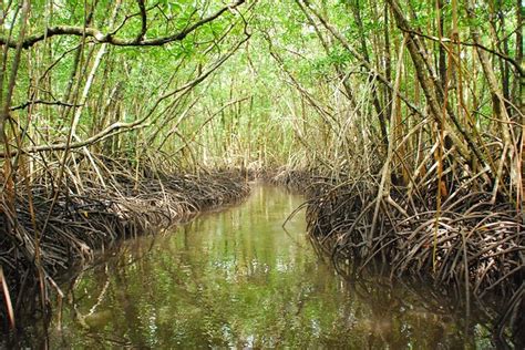 Science is Saving the Mangrove Forests | USDA