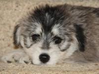 CKC Siberpoo Puppies (Archie) for Sale in Gainesville, Kentucky ...