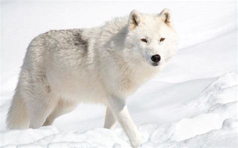 Adaptations - Arctic Wolf