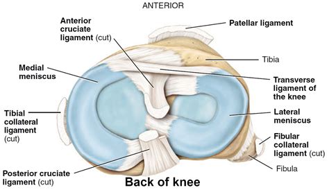 Meniscal cyst & parameniscal cyst causes, symptoms, diagnosis & treatment