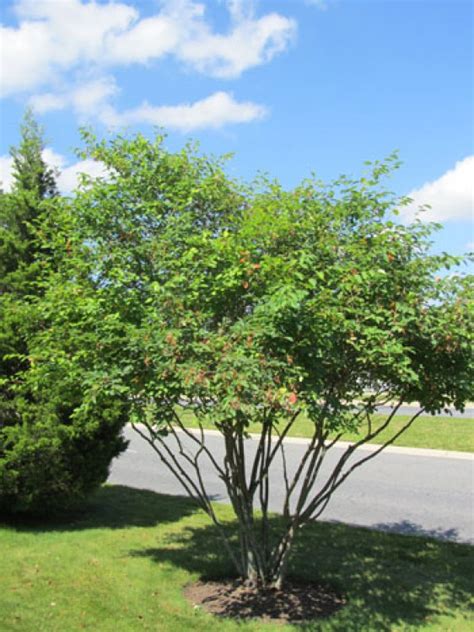 Buy Serviceberry Trees Online | Stadler Nurseries