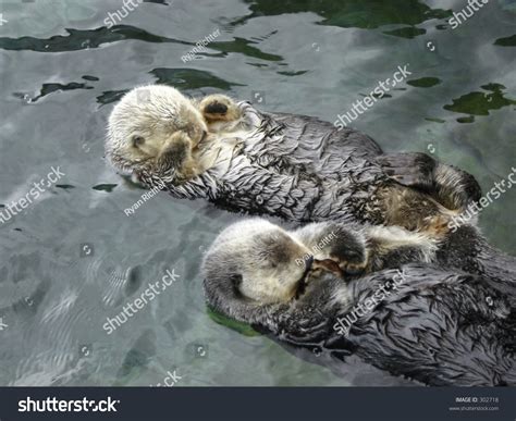 Two Sea Otters Sleeping Stock Photo 302718 - Shutterstock