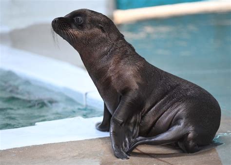 Video and photos: California sea lion pup born at Brookfield Zoo | WGN ...