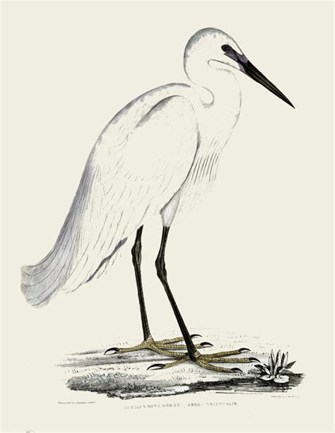 Natural History White Heron Bird Printable - Instant Art! - The ...