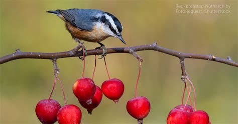 Red-breasted Nuthatch - American Bird Conservancy