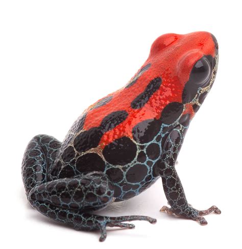 9 best ideas for coloring | Poison Dart Frog Species