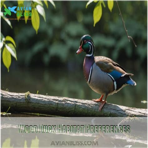 Wood Duck: Stunning Facts About Their Habitat and Behavior