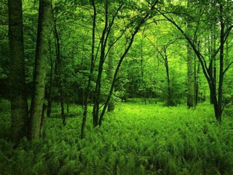 Green Forest Wallpaper HD - WallpaperSafari