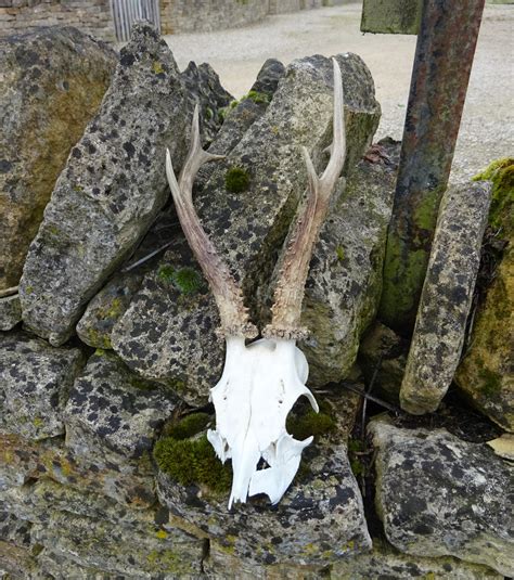 Roe Deer Antlers - Showpiece Antiques