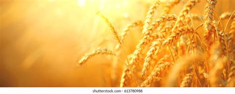 Harvest Photos and Images | Shutterstock