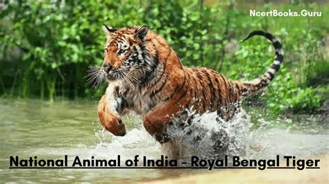 About National Animal of India: Royal Bengal Tiger Lifespan, History, Facts