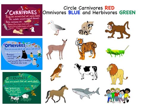 Carnivores Herbivores And Omnivores Worksheet