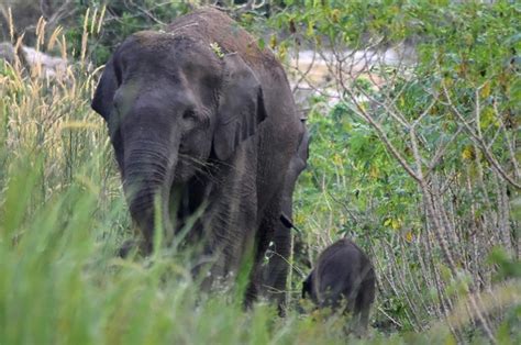 Critically endangered Sumatran elephant gives birth in Indonesia