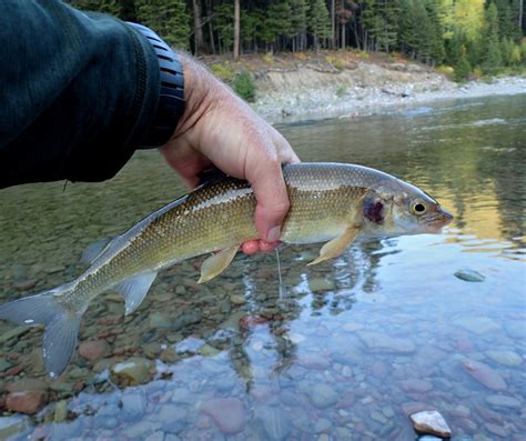 LakeLife: Mountain Whitefish (Prosopium williamsoni) - BCLSS