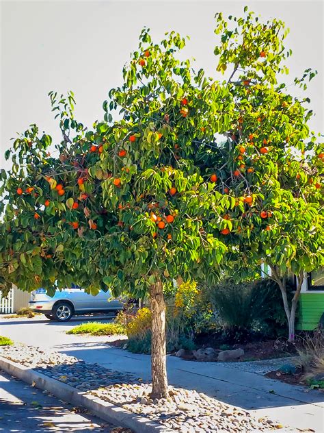 Hachiya Japanese Persimmon Trees For Sale | The Tree Center