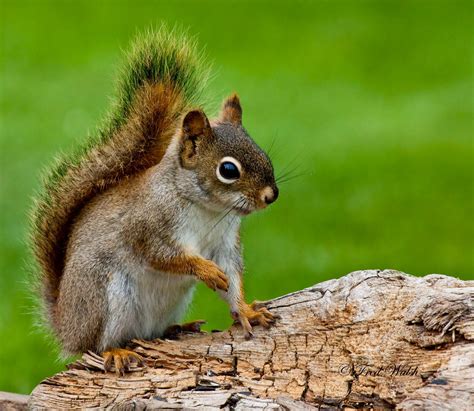 Red Squirrel Facts you would love to know | Red squirrel, Red squirrel ...