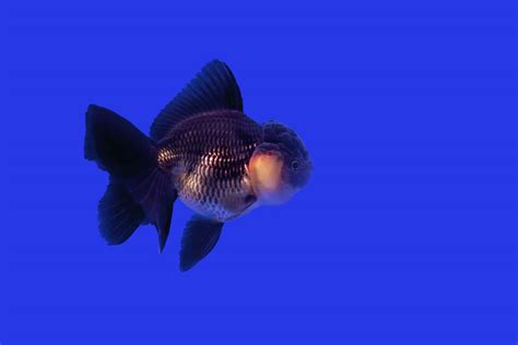 Care Sheet: Black Oranda Goldfish | Carassius auratus variety