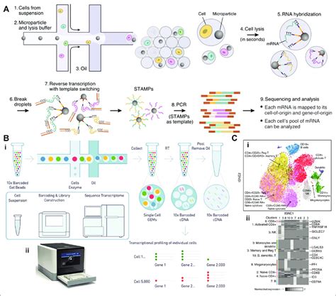 Single-cell RNA sequencing. (A) Drop-SEQ workflow, as described in ...