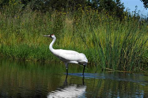 10 of North America's Most Endangered Birds