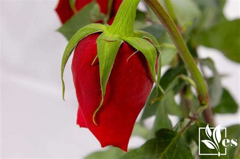 Wilted Rose: Find Out Why Rose Plants Wilt and How To Revive Them ...