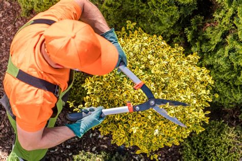 Topiary Trees: A Field Guide For Beginners And Experts