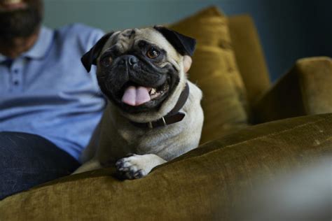 People Are Freaking out Over This Mildly Terrifying MRI Scan of a Pug