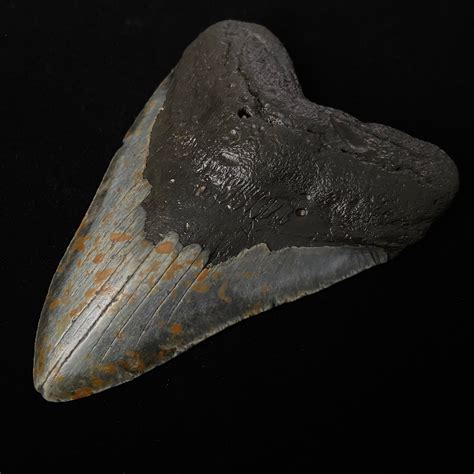 5.28" Megalodon Shark Tooth Fossil - The Fossil Exchange - Touch of Modern